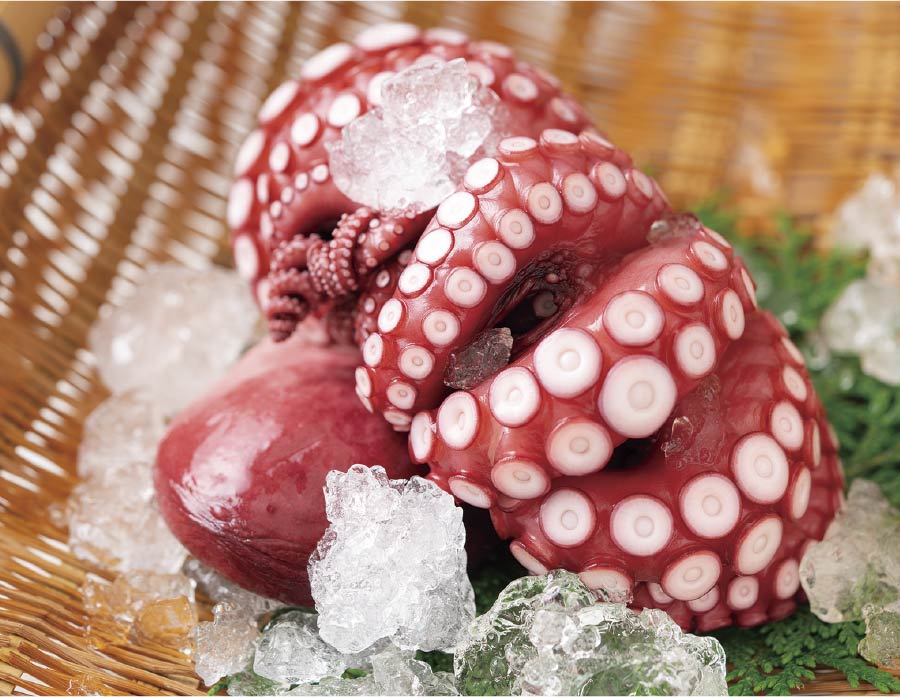 篠島の真蛸
