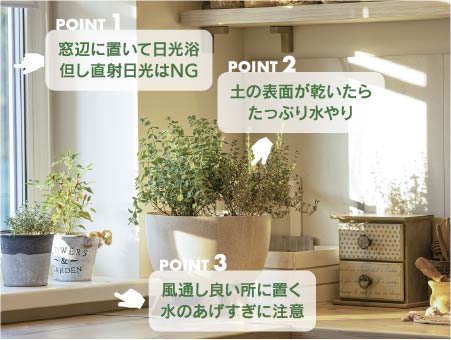 POINT1 窓辺に置いて日光浴但し直射日光はNG  POINT2 土の表面が乾いたらたっぷり水やり POINT3 風通し良い所に置く水のあげすぎに注意