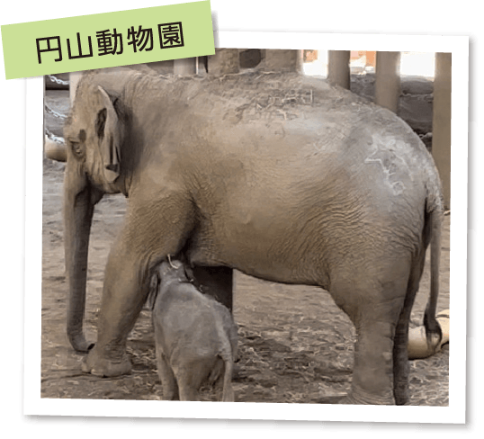 円山動物園