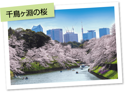 千鳥ヶ淵の桜