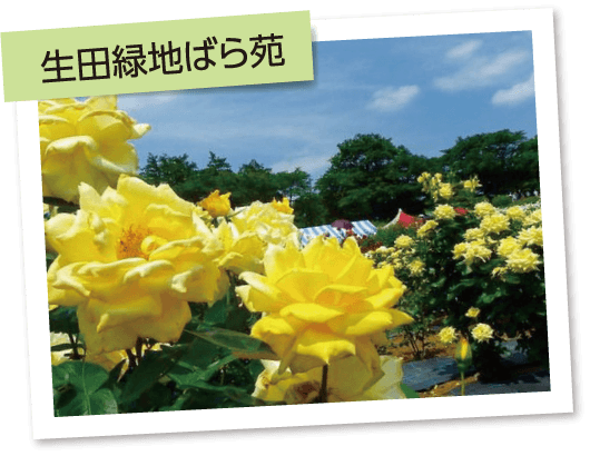 生田緑地ばら苑