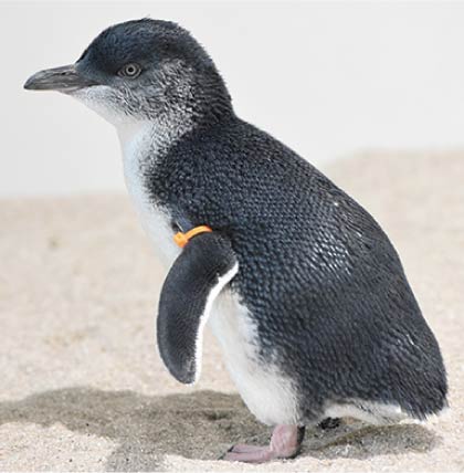 フェアリーペンギン