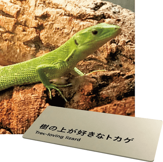 樹の上が好きなトカゲ