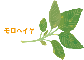 モロヘイヤ