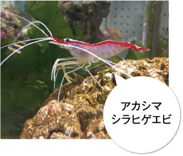 アカシマシラヒゲエビ