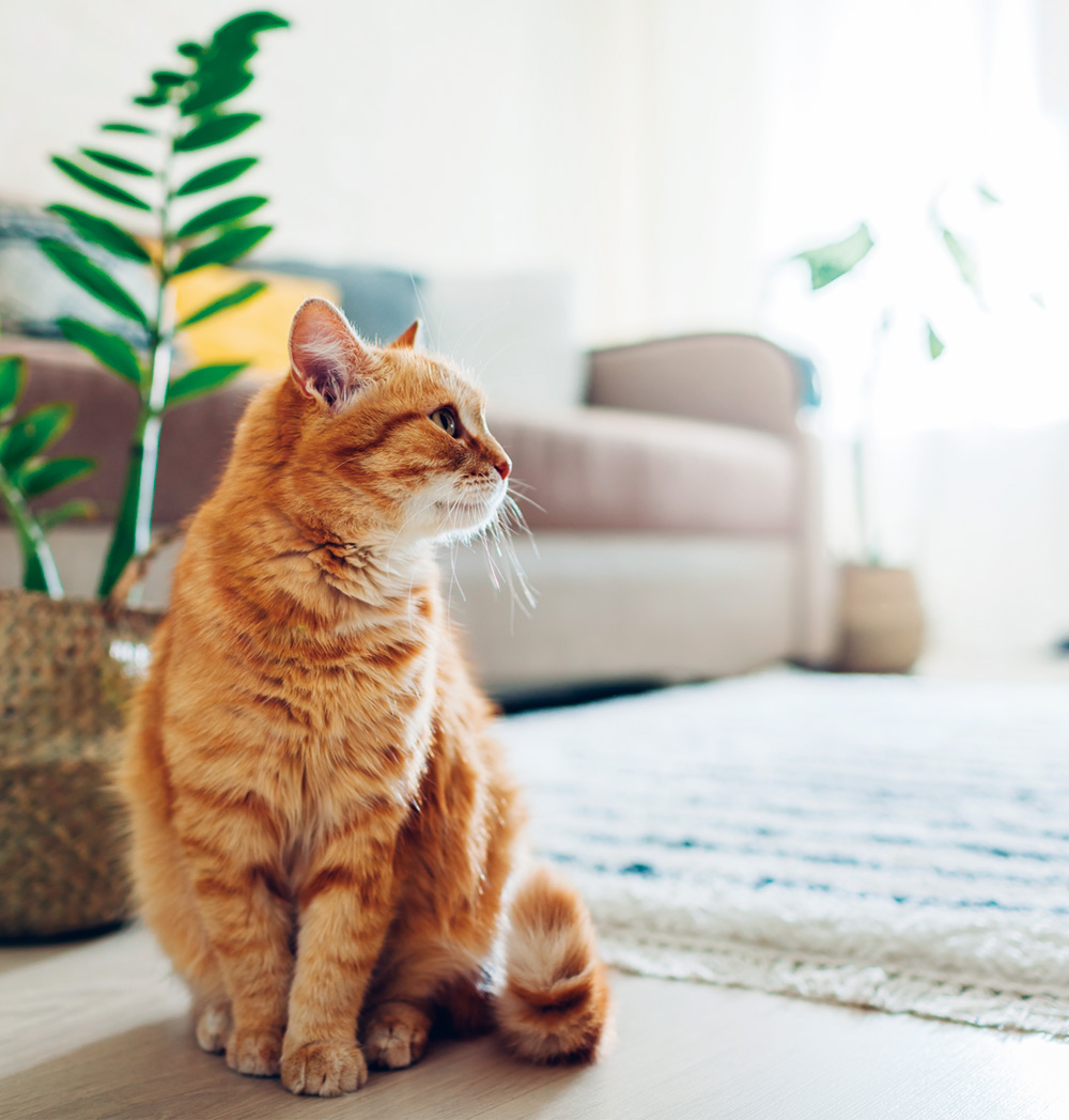 猫の写真