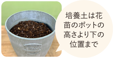 培養土は花苗のポットの高さより下の位置まで