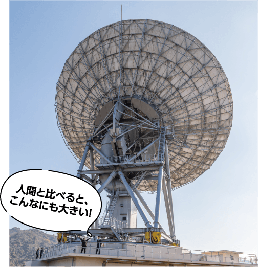 人間と比べると、こんなにも大きい！